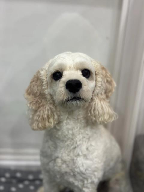 보리 사진