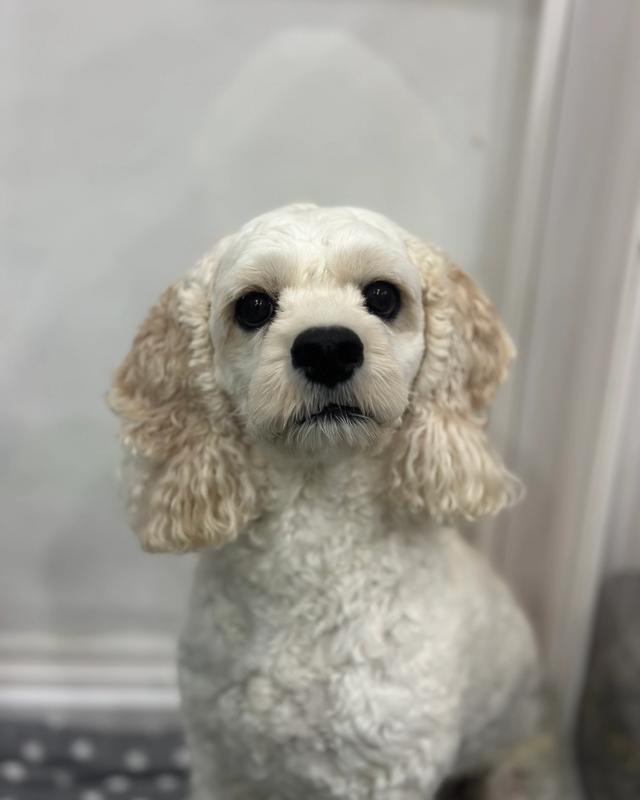 보리 포토