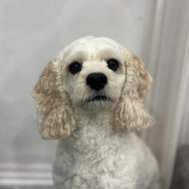 보리 사진