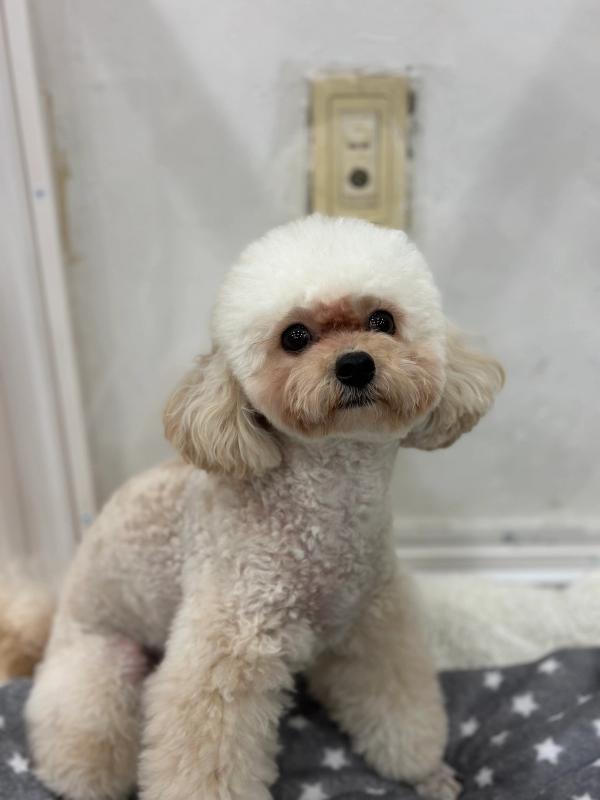 크리미 사진 3