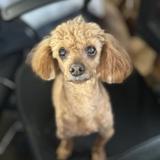 똘이