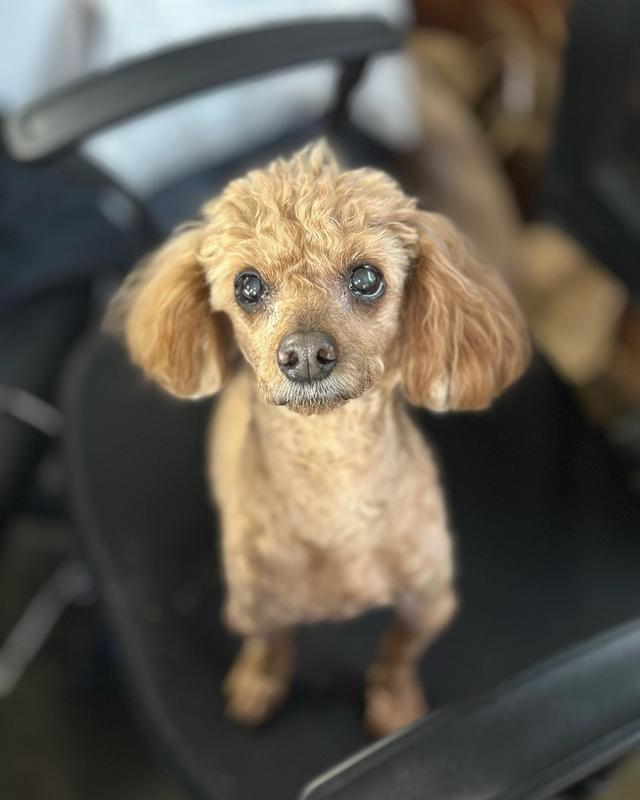 똘이 포토