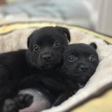 깜둥이,깜순이