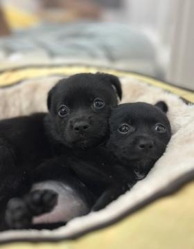 깜둥이,깜순이