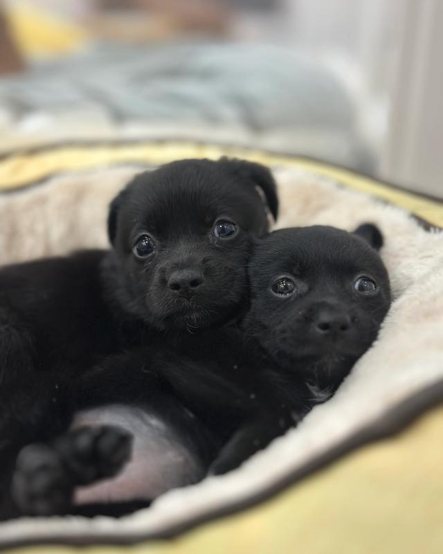 깜둥이,깜순이 포토