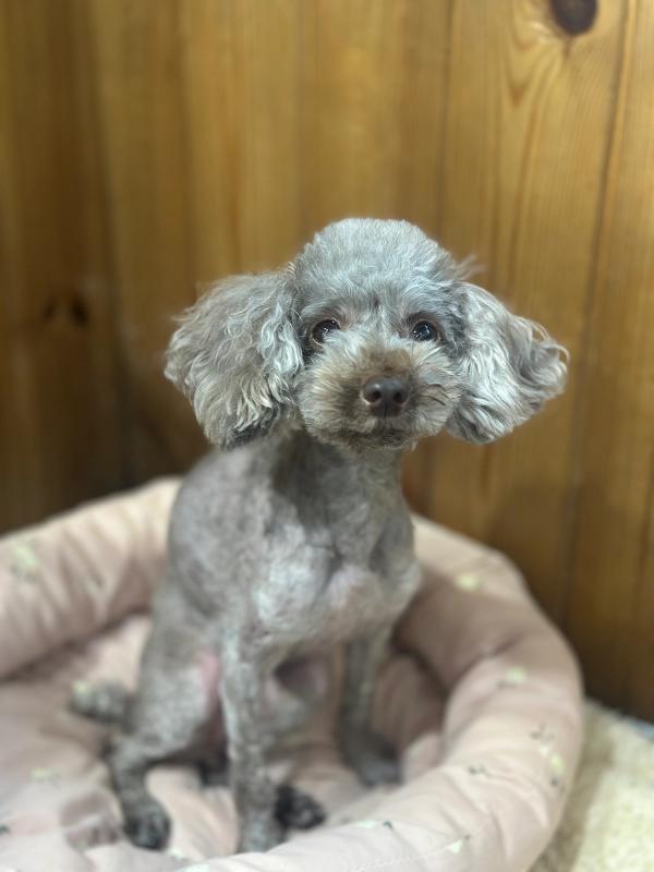 초코 사진 3