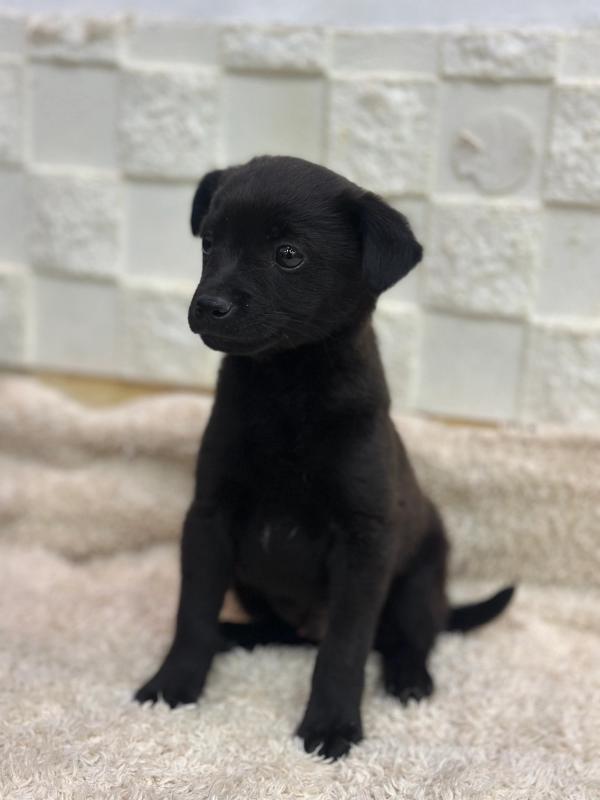 흑곰이 사진 3
