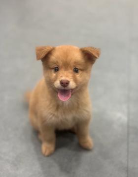 카푸