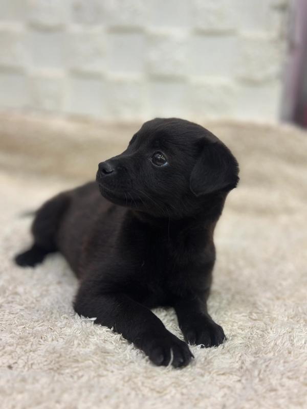 흑곰이 사진 4