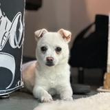 마루