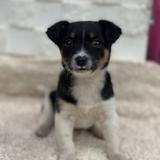 행곰이