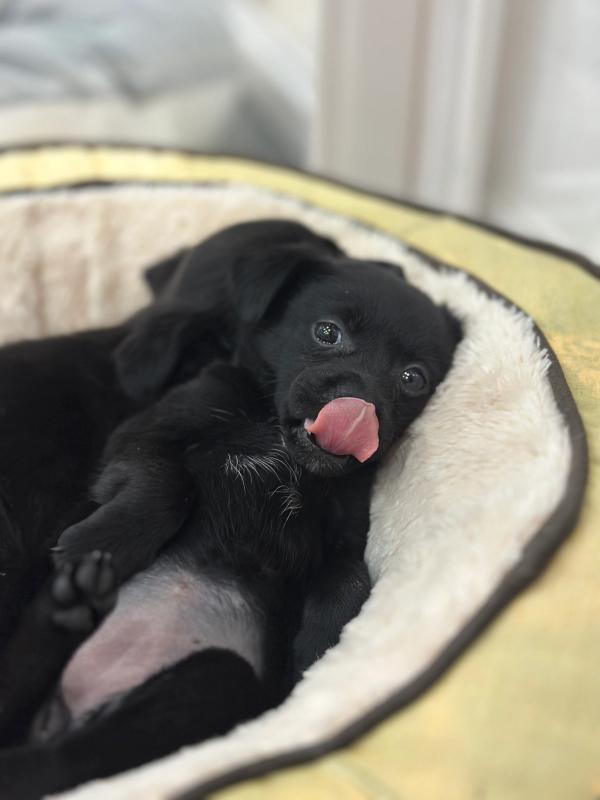 깜둥이,깜순이 사진 2