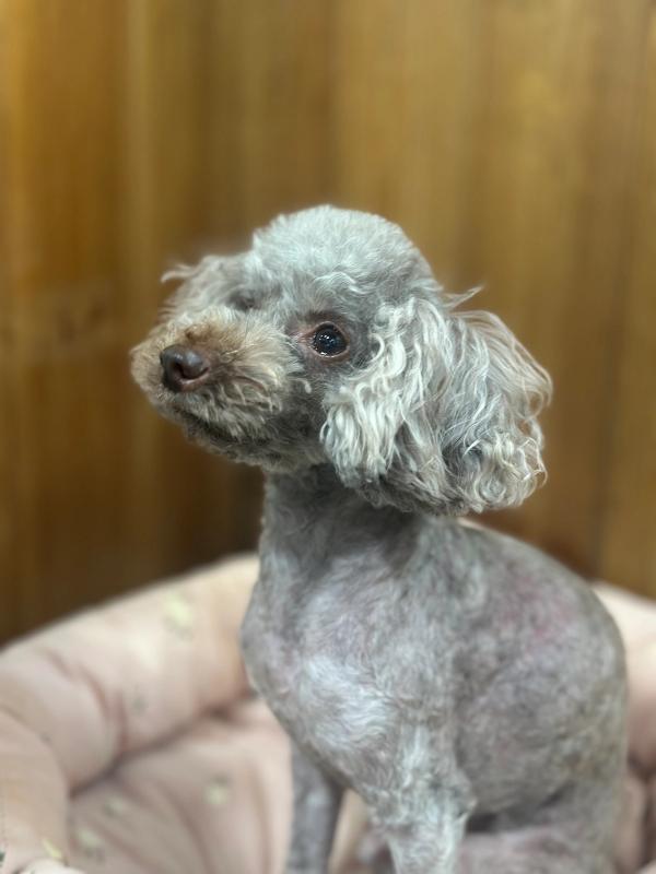 초코 사진 2