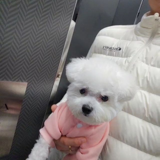 메라 사진