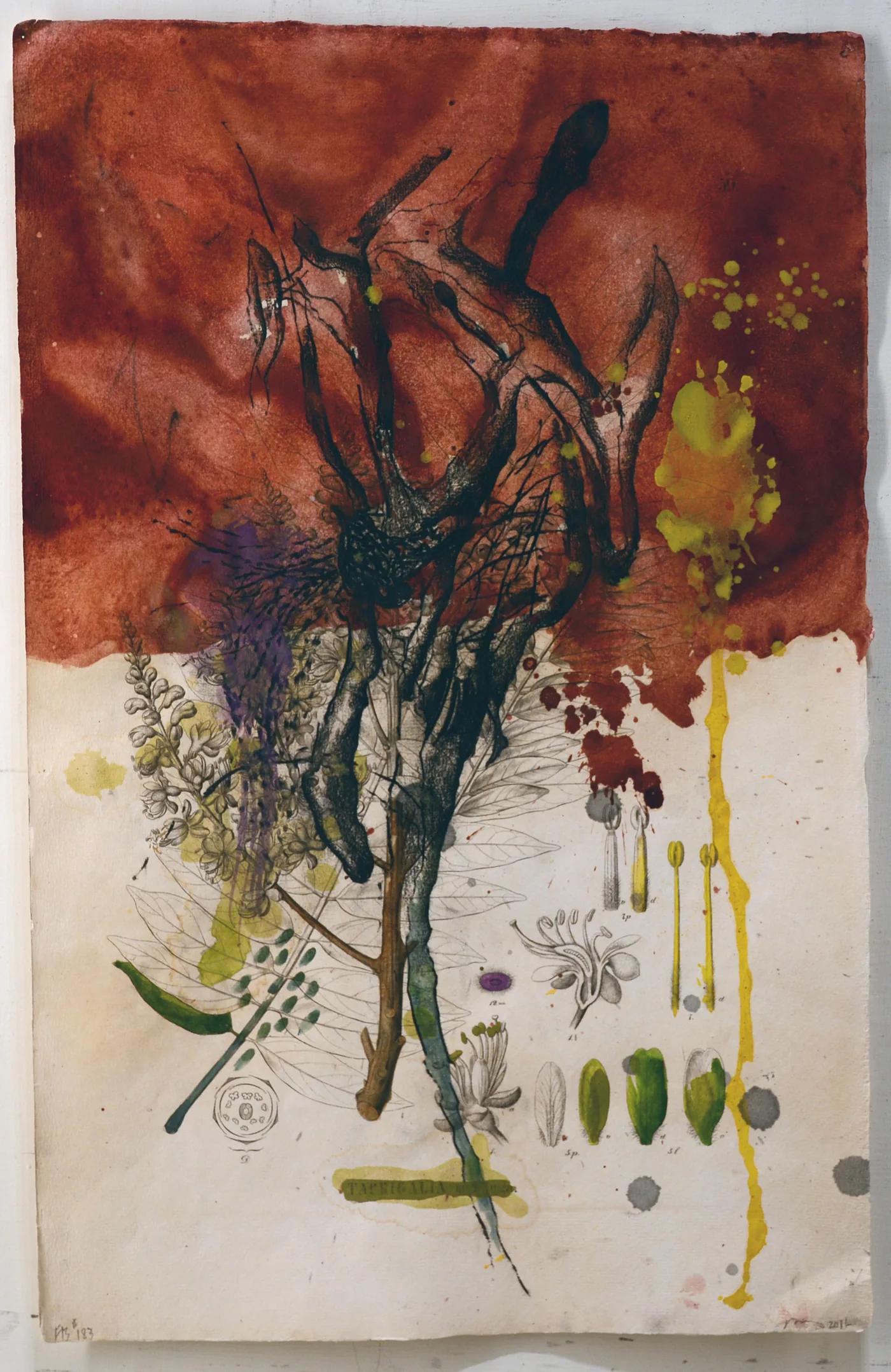 Bob NUGENT, Flora Brasiliensis #183