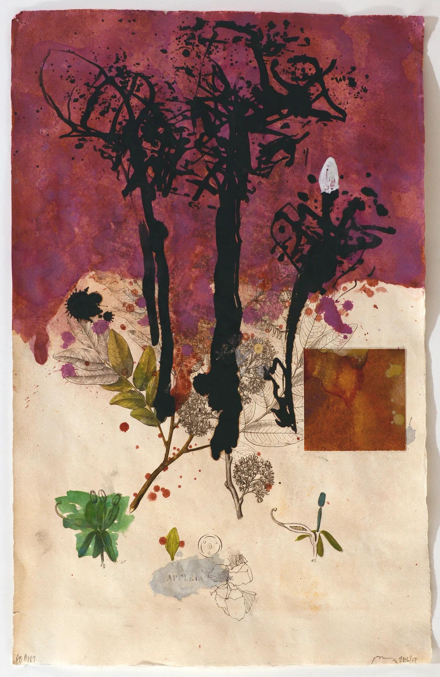 Bob NUGENT, Flora Brasiliensis #187