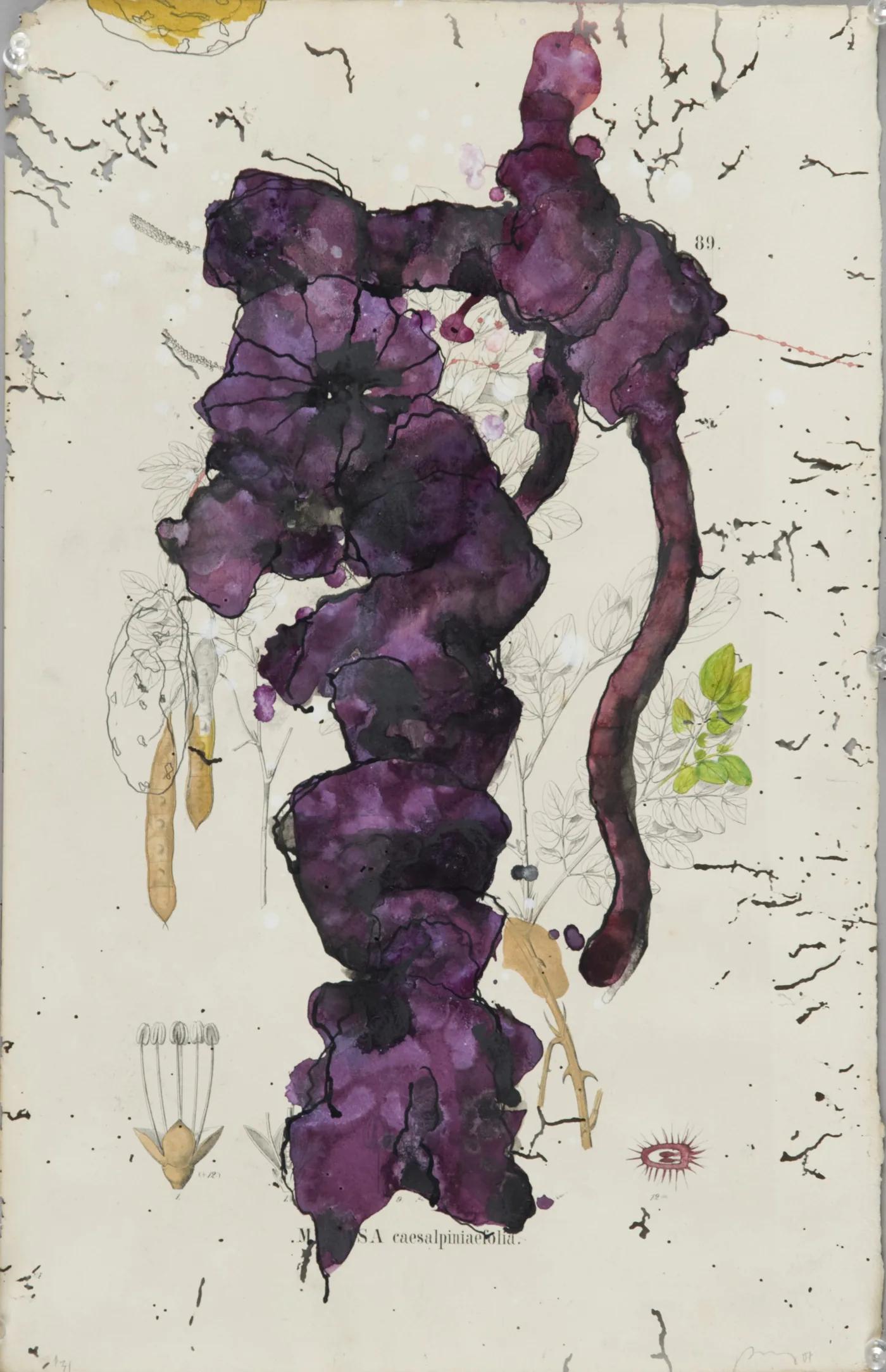 Bob NUGENT, Flora Brasiliensis #31