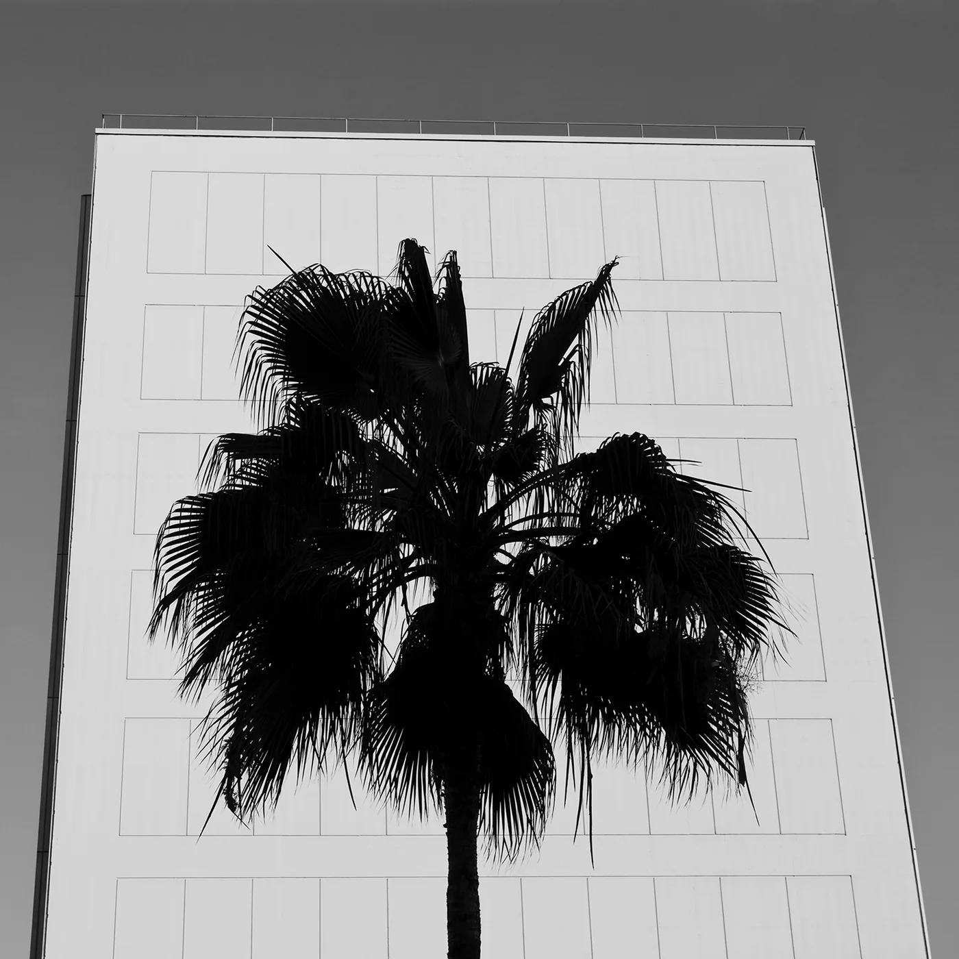 J PAXTON, Palm Silhouette