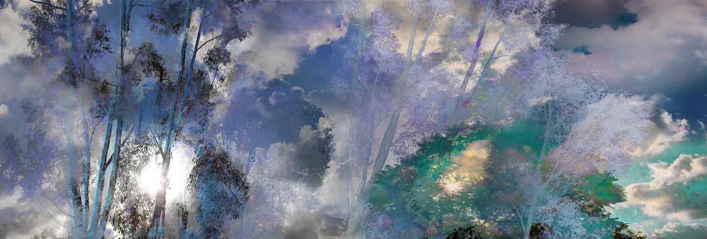 J PAXTON, Eucalyptus 3641
