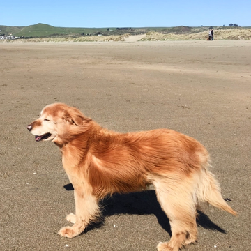 Wind blowing the fur and ears on a long-haired dog on the beach
