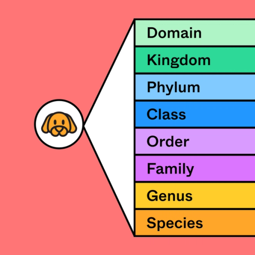 colorful diagram with the words domain, kingdom, phylum, class, order, family, genus and species on it