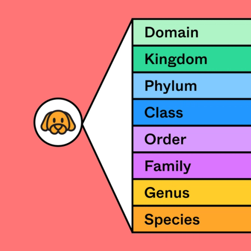 Kingdom Phylum Class Order Family Genus Species