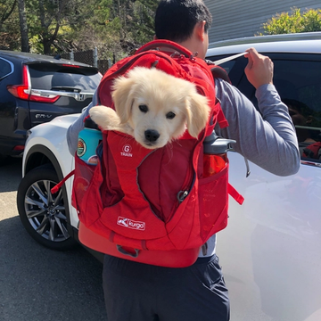 Cute puppy in a backpack on a person’s back