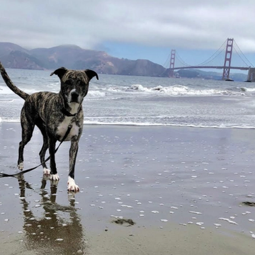 Leashed dog on the beach with the Golden Gate bridge in the background