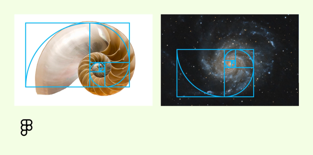 Examples of the golden ratio in nature.