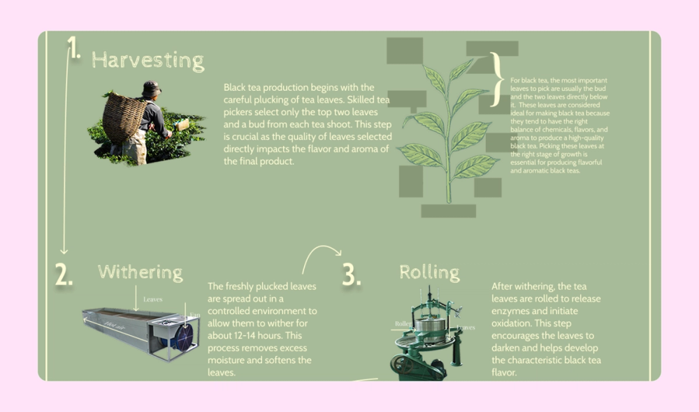 An infographic shows the six steps black tea goes through before reaching a consumer, from harvesting to grading