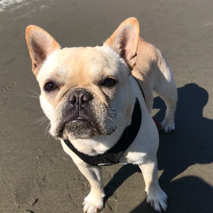 English bulldog on a beach