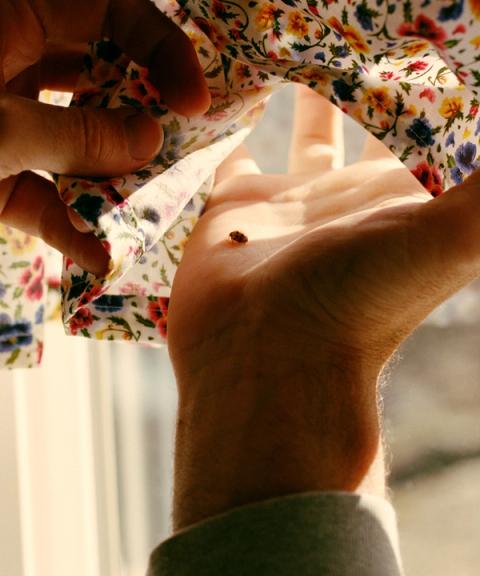 Person’s hand holding small ladybug against sunlit floral fabric background.