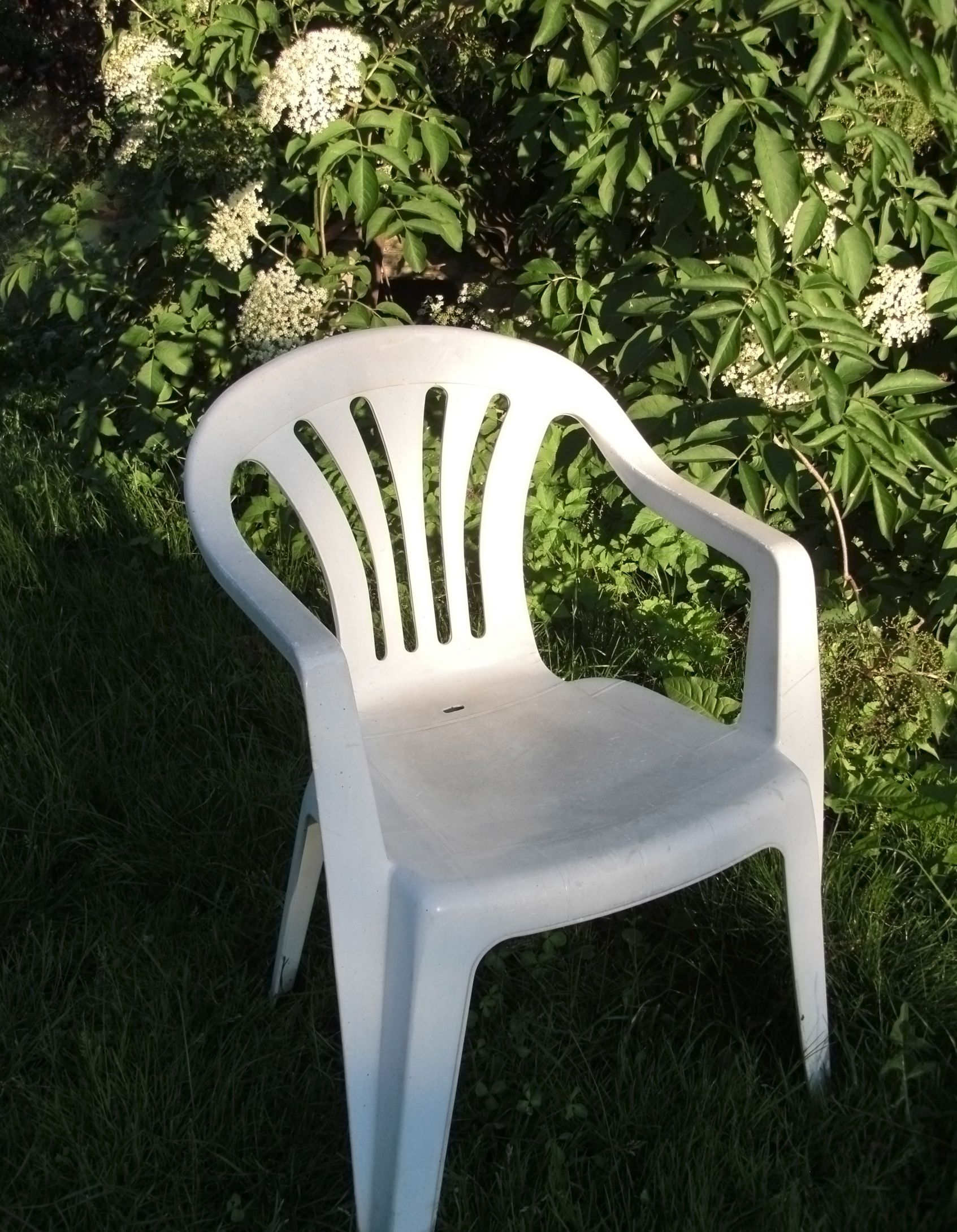 Plastic white chair on green grass with lush bushes and clusters of white flowers in the background, in bright natural light, evoking a peaceful garden scene.
