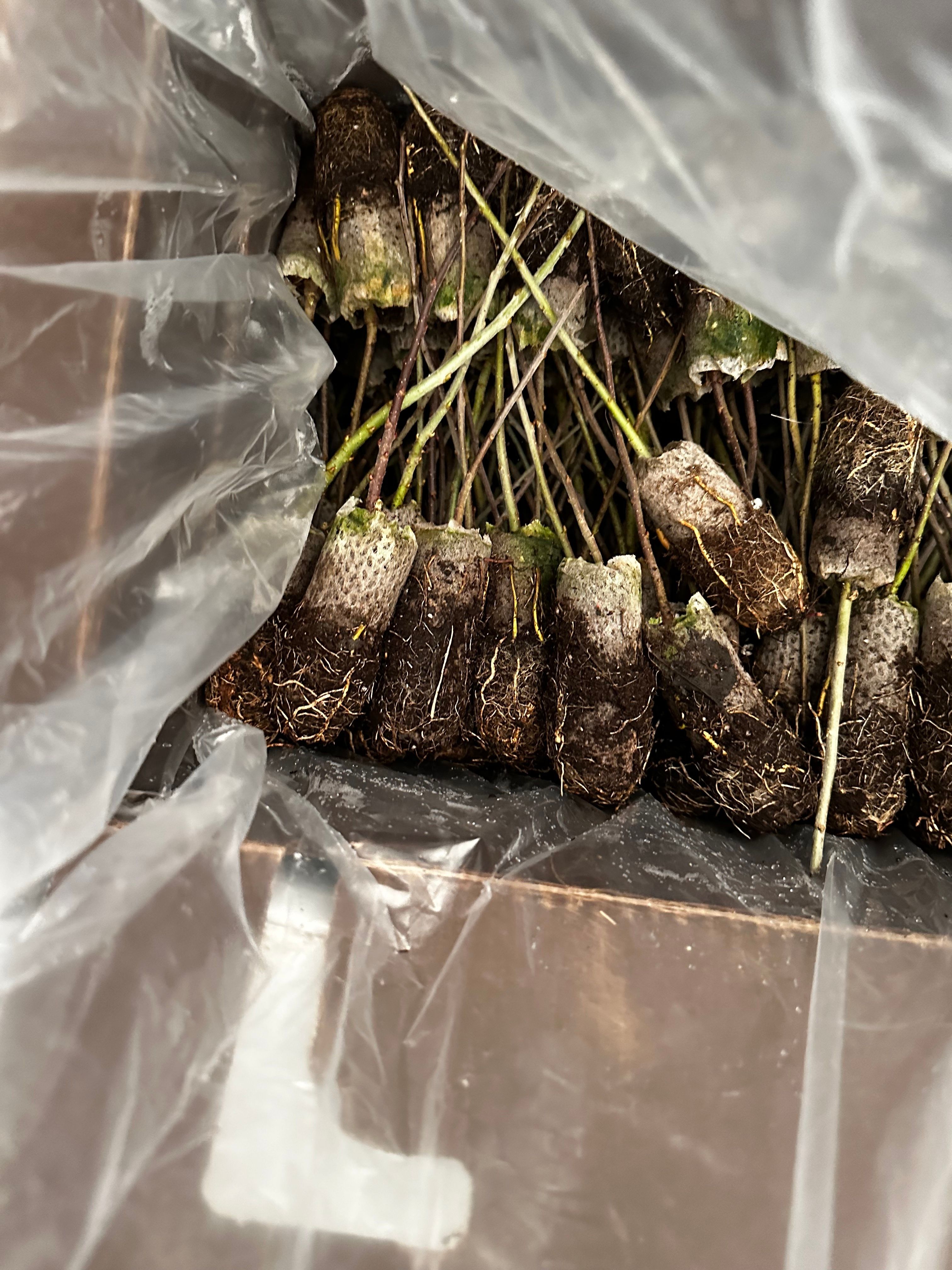 A photograph shows a box of tree seedlings ready to be planted