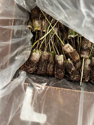 A photograph shows a box of tree seedlings ready to be planted
