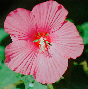 A close-up photograph of a pink hibiscus flower with radial petal veins and a white stamen, set against green foliage. 
