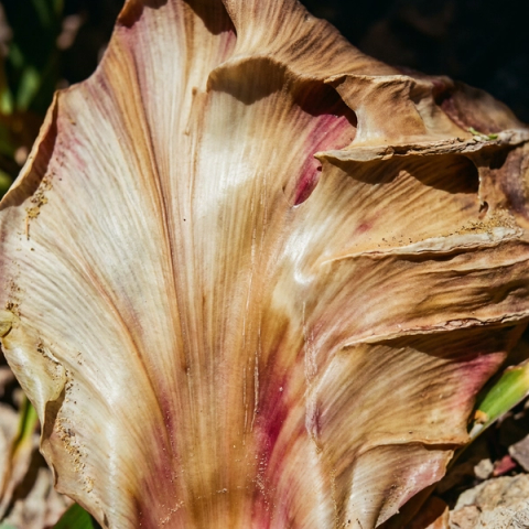 An AI-generated image of a dried flower petal with the texture and layering of sedimentary rock, in warm tan and dusty rose tones.