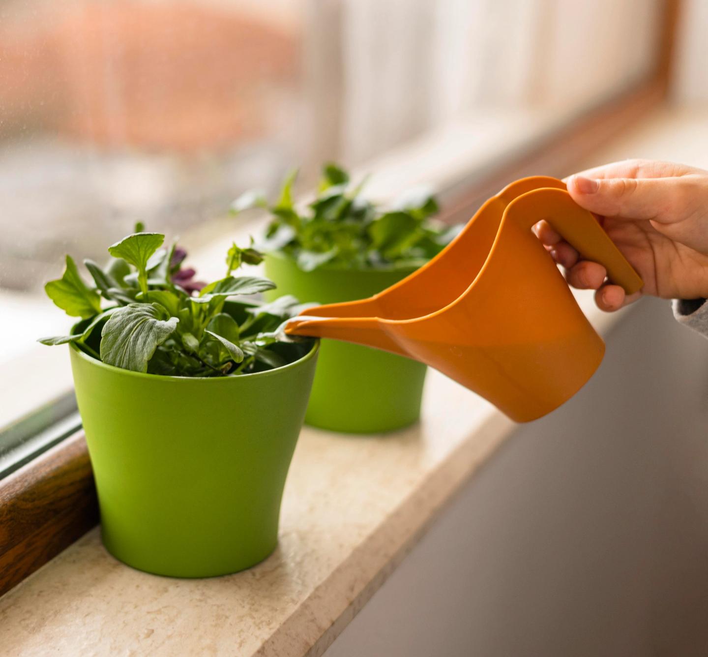 watering small pot plants