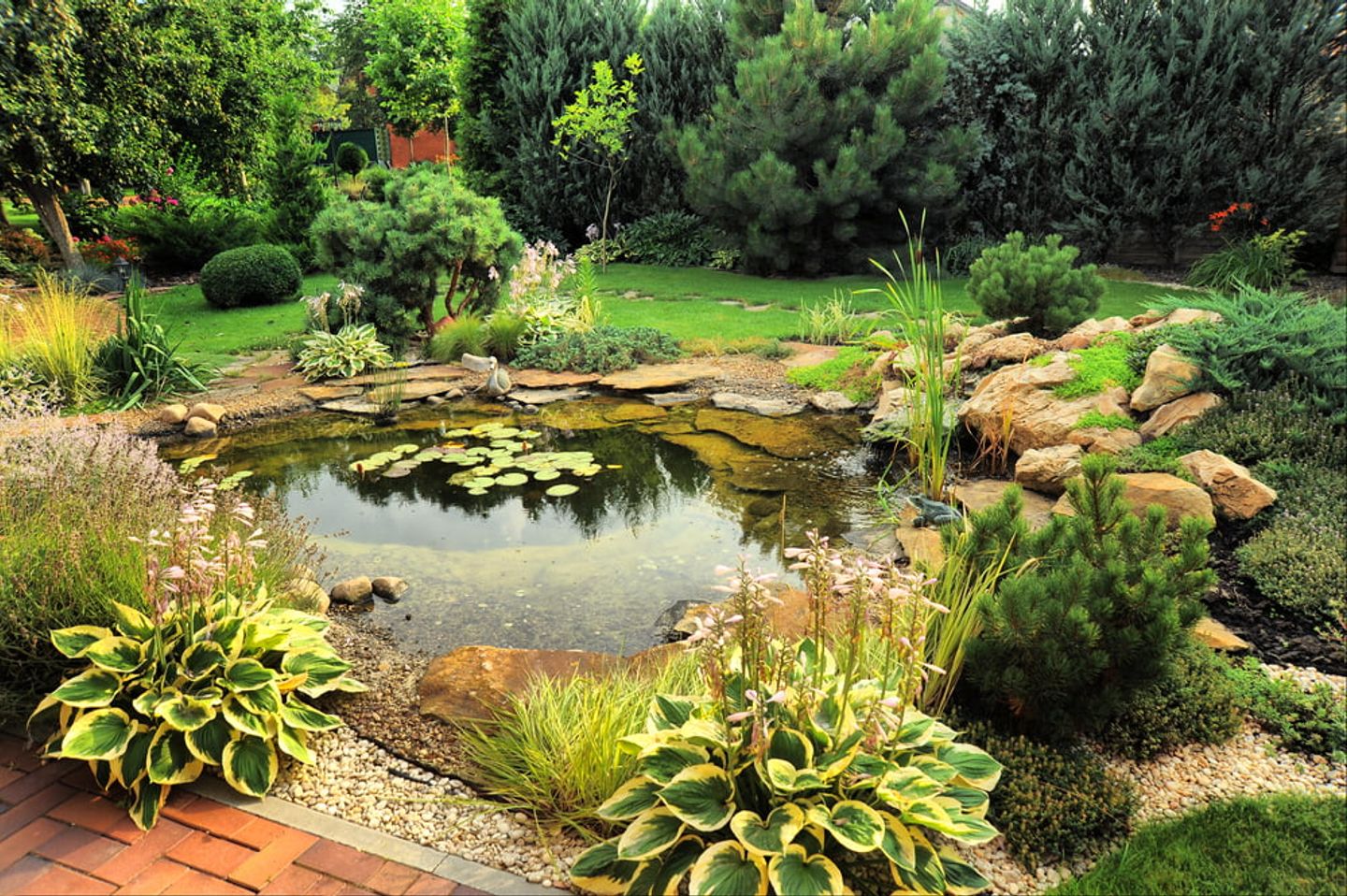 A wildlife garden with pond
