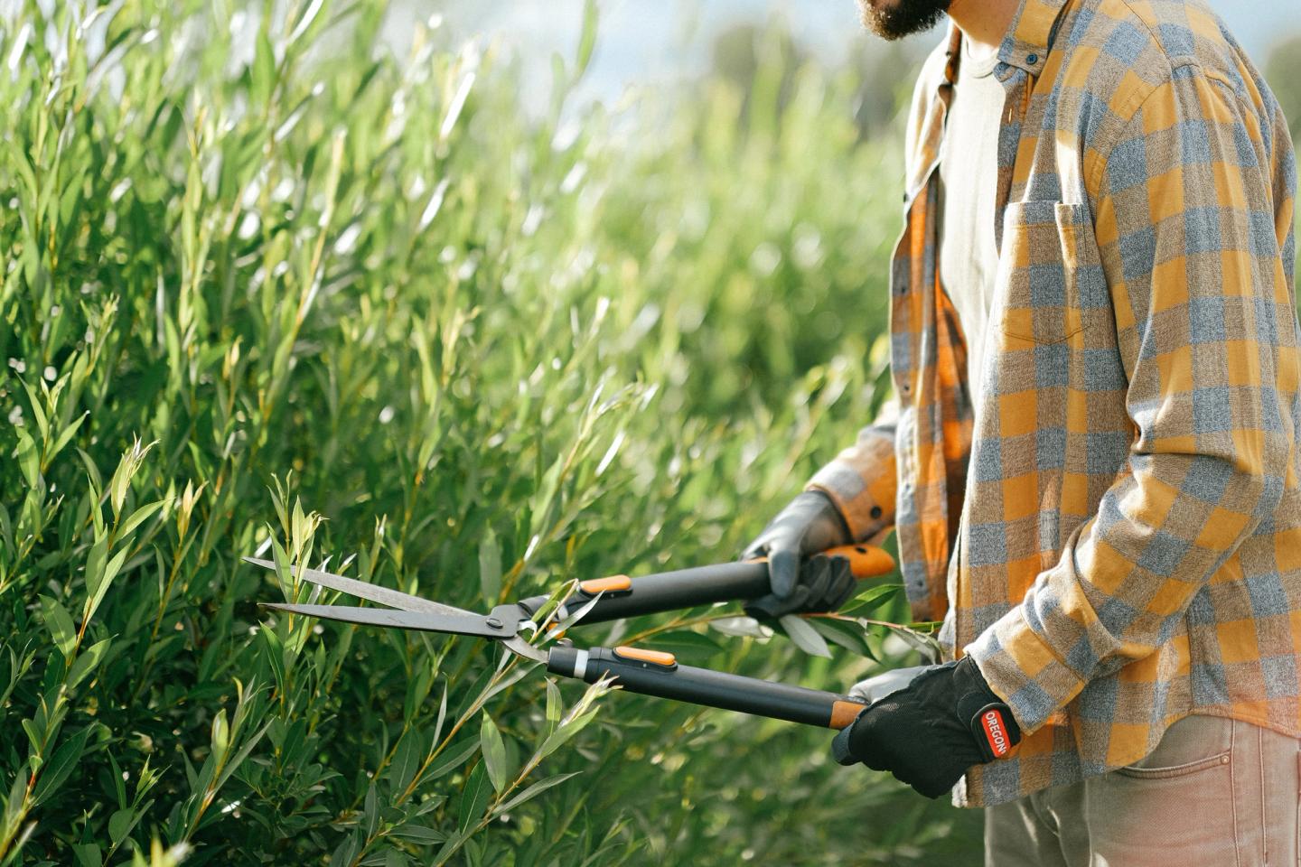 cutting bushes using garden shears