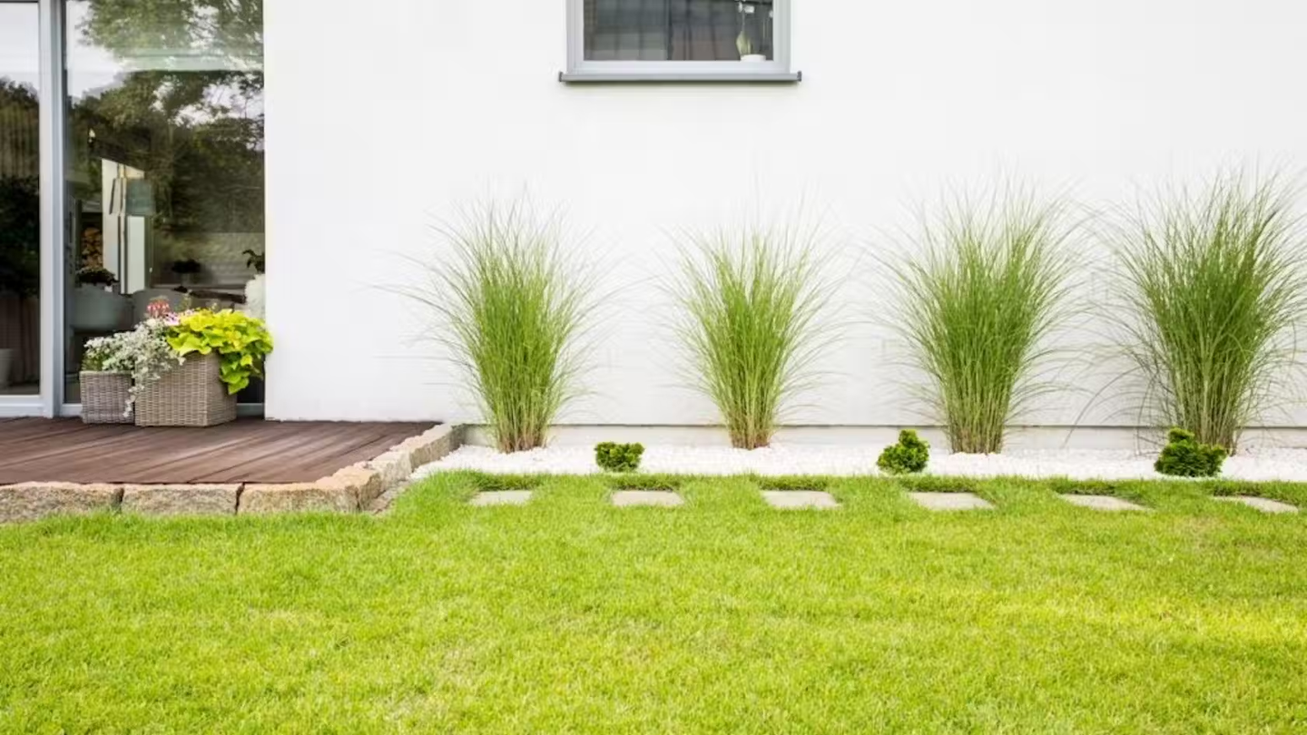 Back garden with tall plants