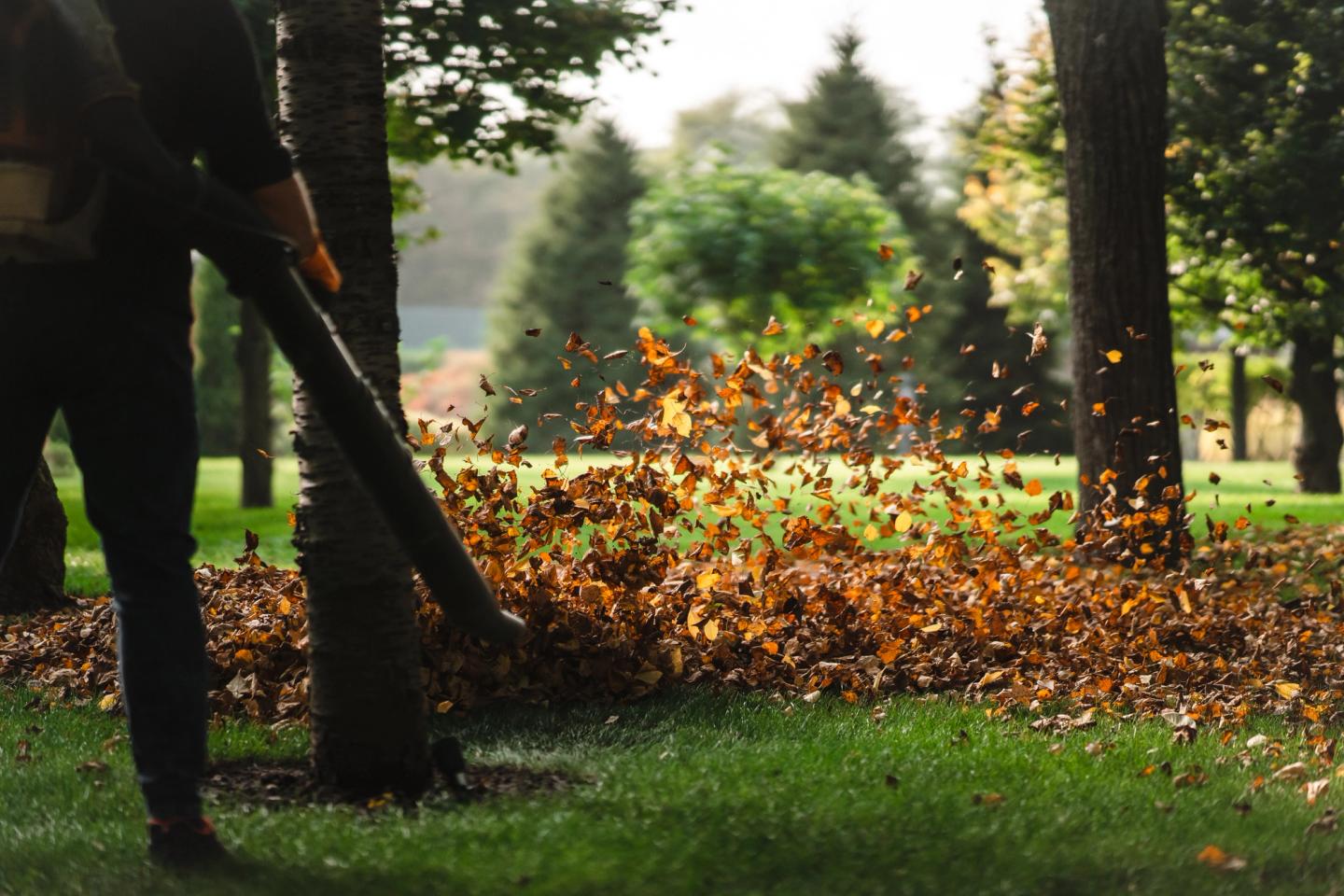 cleaning grass using a leaf blower