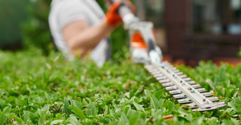 cutting the hedge using hedge trimmer