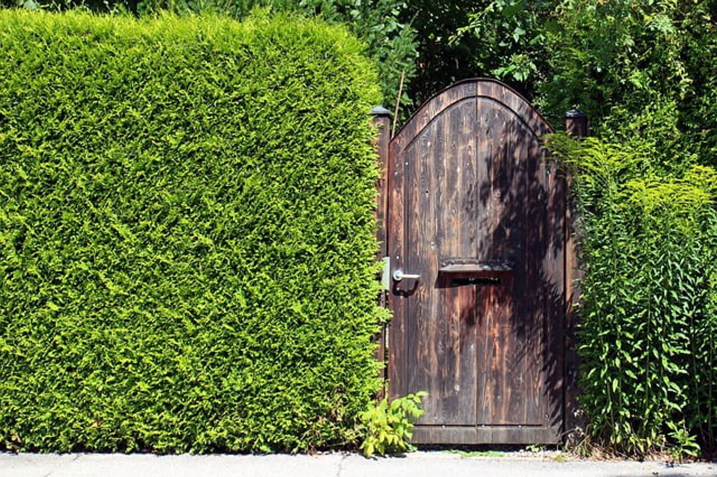lush green hedge and a wooden gate