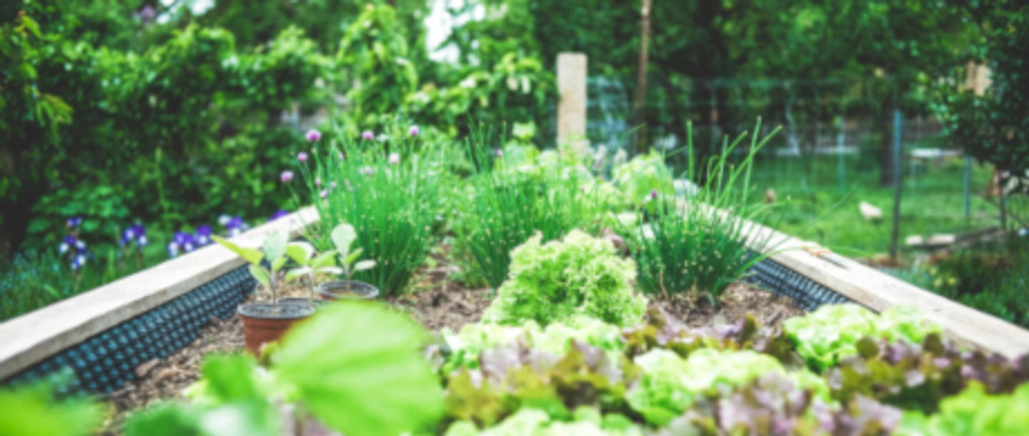 raised garden flower beds