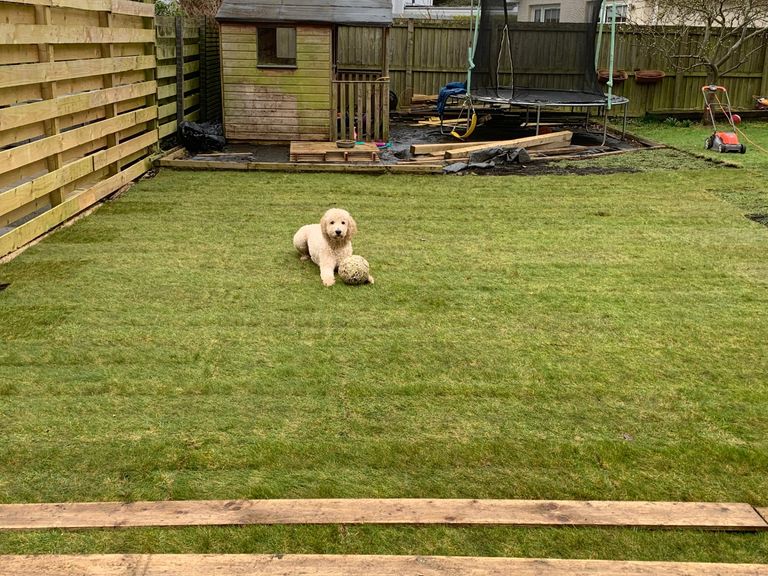 garden lawn close up with a cute beige dog