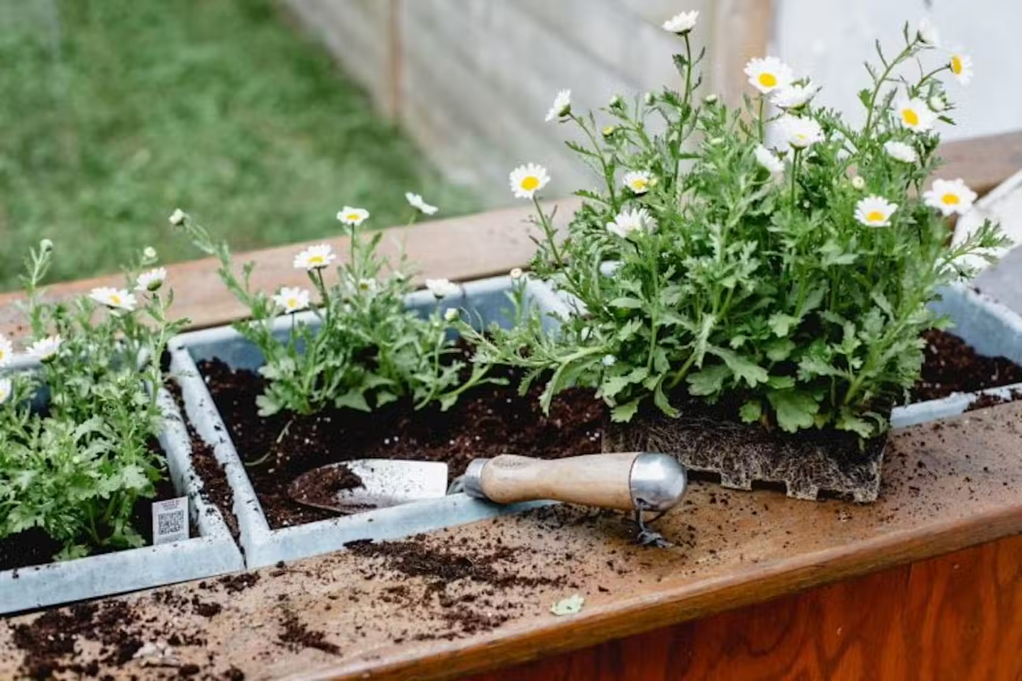 Raised flower beds