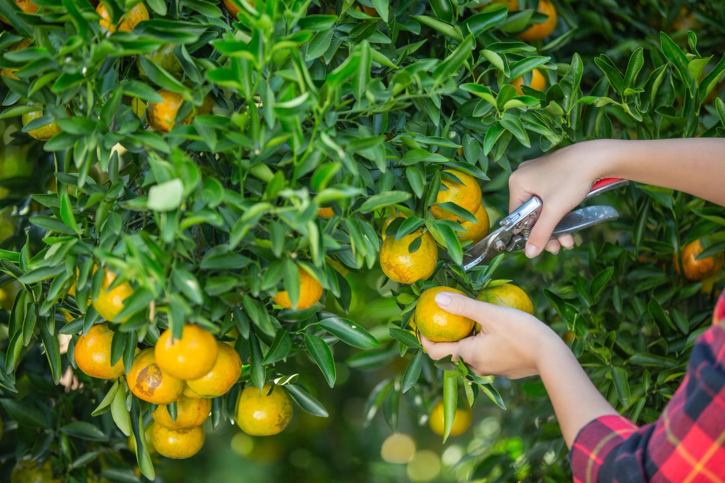 Woman harvesting fruit in garden.