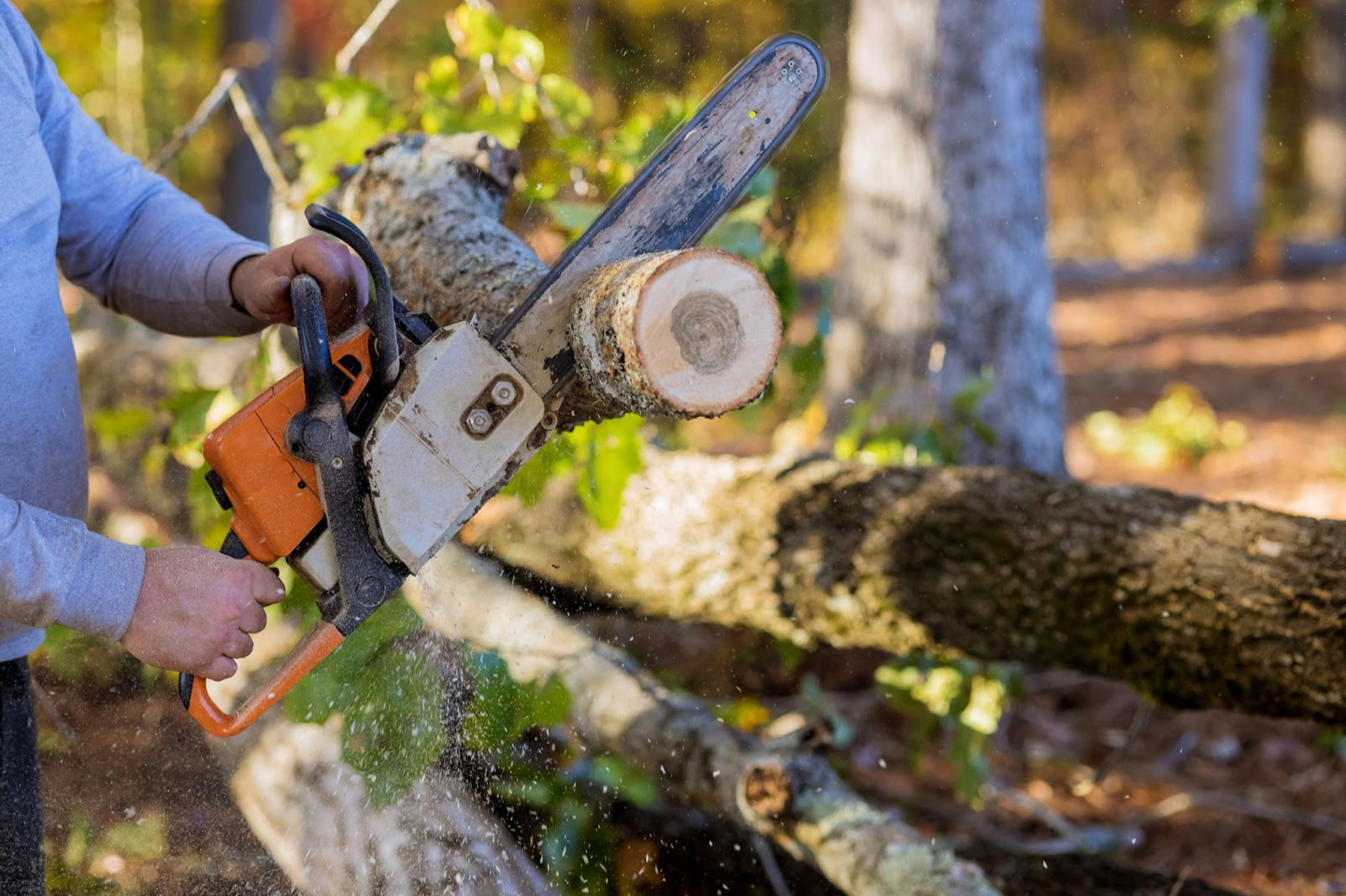 person cutting the tree into pieces using chainsaw