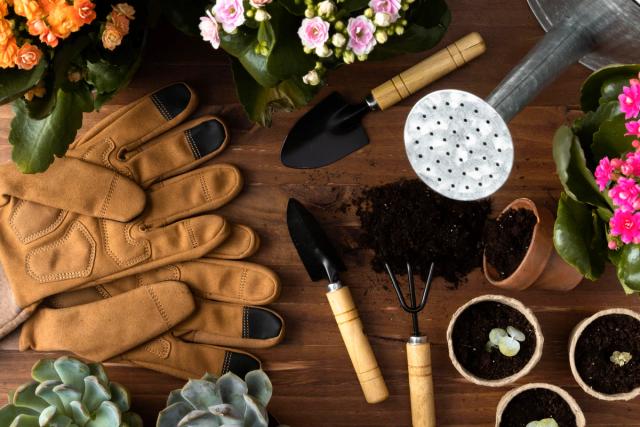 table with garden hand tools, gardening gloves and plants in pots